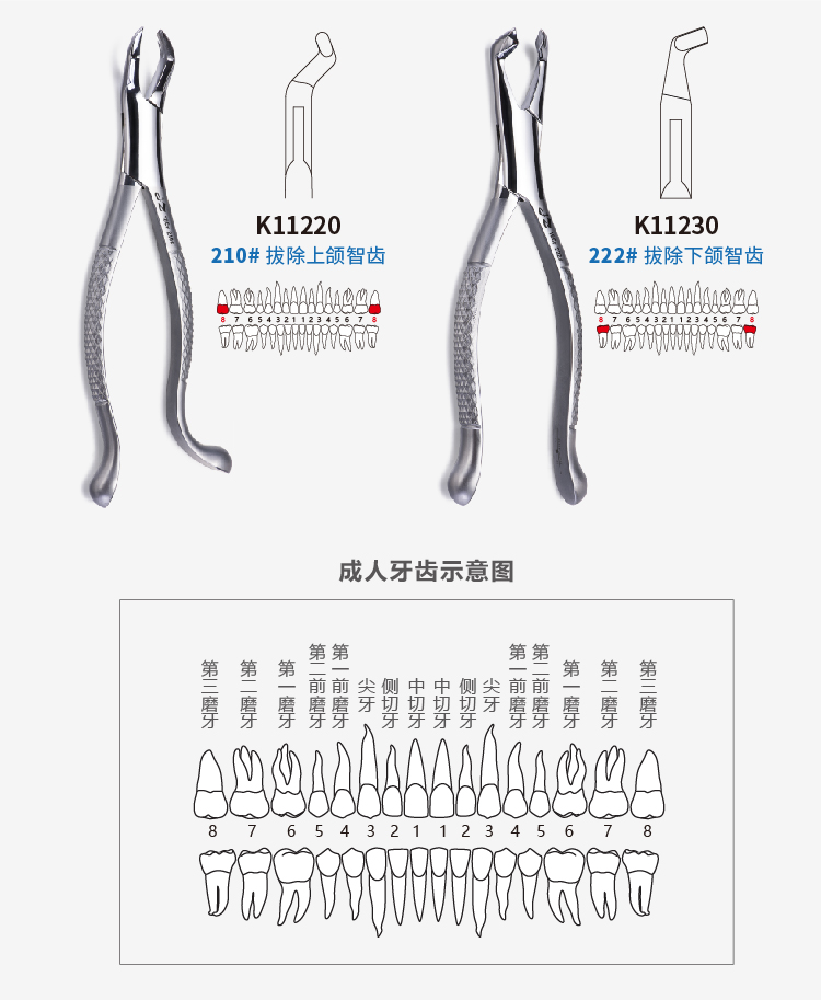 成人拔牙钳详情(02)-06.jpg